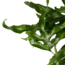 Decorum Microsorum diversifolium