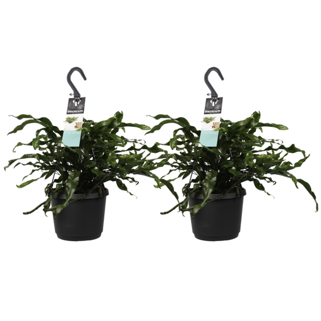 Decorum Duo Microsorum diversifolium