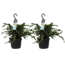 Decorum Duo Microsorum diversifolium