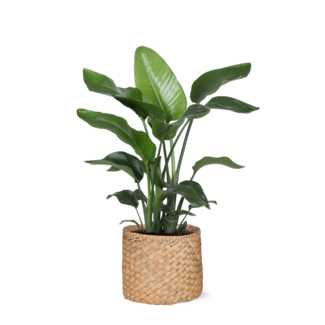 Strelitzia Nicolai - Ø21cm - ↕80cm in Albury NATURAL mand