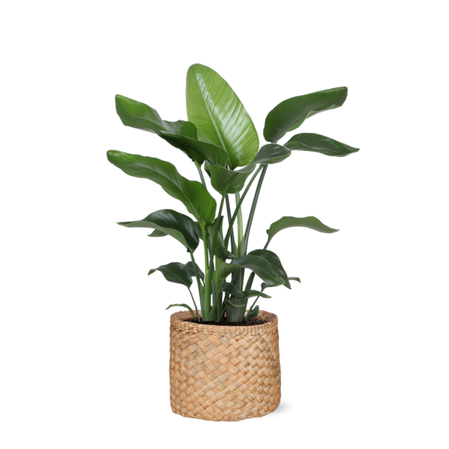 Strelitzia Nicolai - Ø21cm - ↕80cm in Albury NATURAL mand