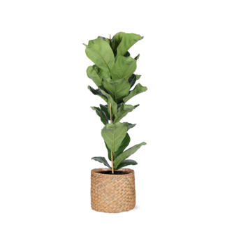 Ficus Lyrata - Ø21cm - ↕90cm in Albury NATURAL mand