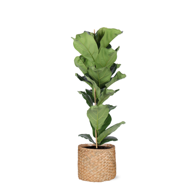 Ficus Lyrata - Ø21cm - ↕90cm in Albury NATURAL mand