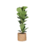 Ficus Lyrata - Ø21cm - ↕90cm in Albury NATURAL mand
