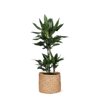 Dracaena Janet Lind Ø21cm - ↕90cm in Albury natural mand