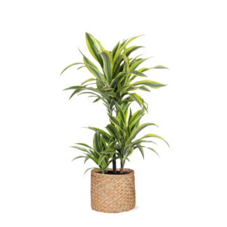 Dracaena Lemon Lime Ø21cm - ↕65cm in Albury NATURAL mand