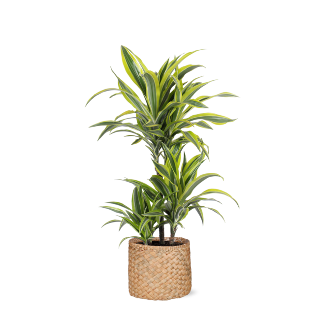 Dracaena Lemon Lime Ø21cm - ↕65cm in Albury NATURAL mand