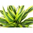 Dracaena Lemon Lime Ø21cm - ↕65cm in Albury NATURAL mand