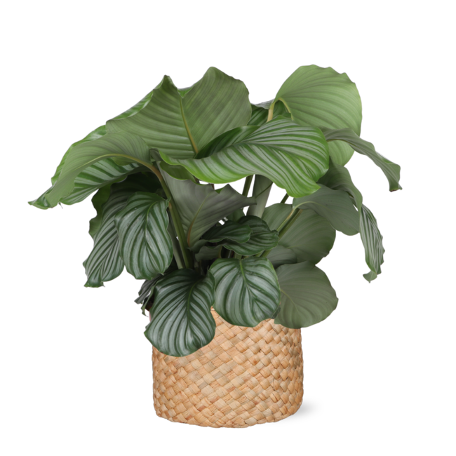 Calathea Orbifolia Ø21cm - ↕70cm in Albury NATURAL mand