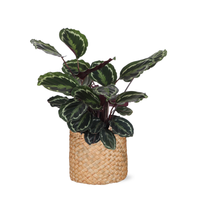 Calathea Medaillon Ø21cm - ↕70cm in Albury NATURAL mand