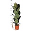 Ficus Elastica Robusta - Ø21cm - ↕90cm in Albury NATURAL mand