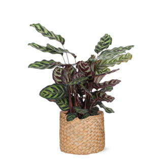 Calathea Makoyana Ø21cm - ↕70cm in Albury NATURAL mand