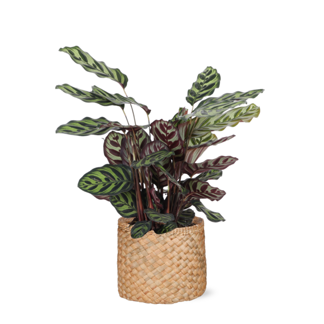 Calathea Makoyana Ø21cm - ↕70cm in Albury NATURAL mand