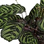 Calathea Makoyana Ø21cm - ↕70cm in Albury NATURAL mand