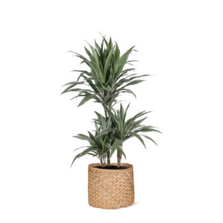 Dracaena Warneckii Ø21cm - ↕65cm in Albury NATURAL mand