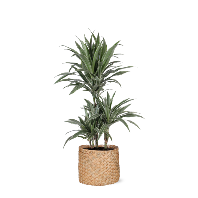 Dracaena Warneckii Ø21cm - ↕65cm in Albury NATURAL mand