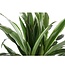 Dracaena Warneckii Ø21cm - ↕65cm in Albury NATURAL mand