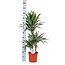 Dracaena Warneckii Ø21cm - ↕65cm in Albury NATURAL mand