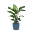 Strelitzia Nicolai - Ø21cm - ↕80cm in Vibes blauw pot