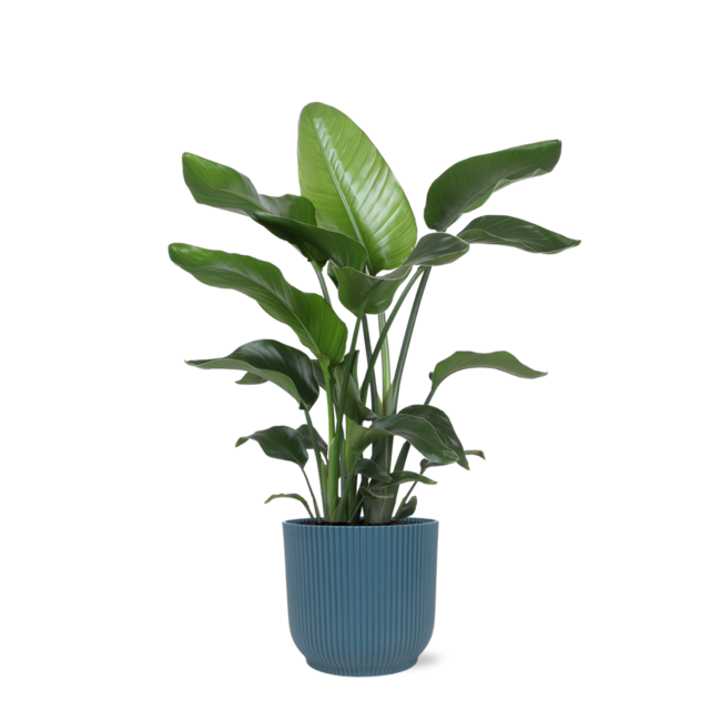 Strelitzia Nicolai - Ø21cm - ↕80cm in Vibes blauw pot