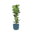 Ficus Lyrata - Ø21cm - ↕90cm in Vibes BLUE pot