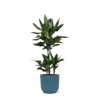 Dracaena Janet Lind Ø21cm - ↕90cm in Vibes BLUE pot