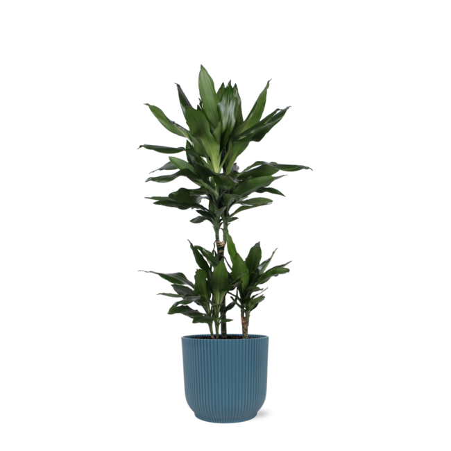 Dracaena Janet Lind Ø21cm - ↕90cm in Vibes BLUE pot