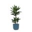Dracaena Janet Lind Ø21cm - ↕90cm in Vibes BLUE pot