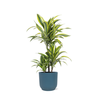 Dracaena Lemon Lime Ø21cm - ↕65cm in Vibes BLUE po