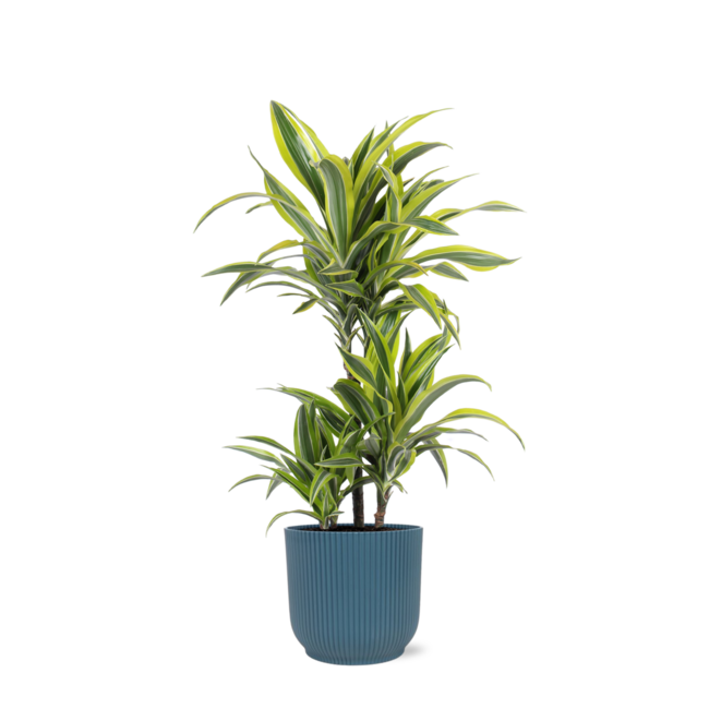 Dracaena Lemon Lime Ø21cm - ↕65cm in Vibes BLUE po