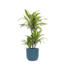 Dracaena Lemon Lime Ø21cm - ↕65cm in Vibes BLUE po