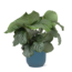 Calathea Orbifolia Ø21cm - ↕70cm in VIBES blue pot