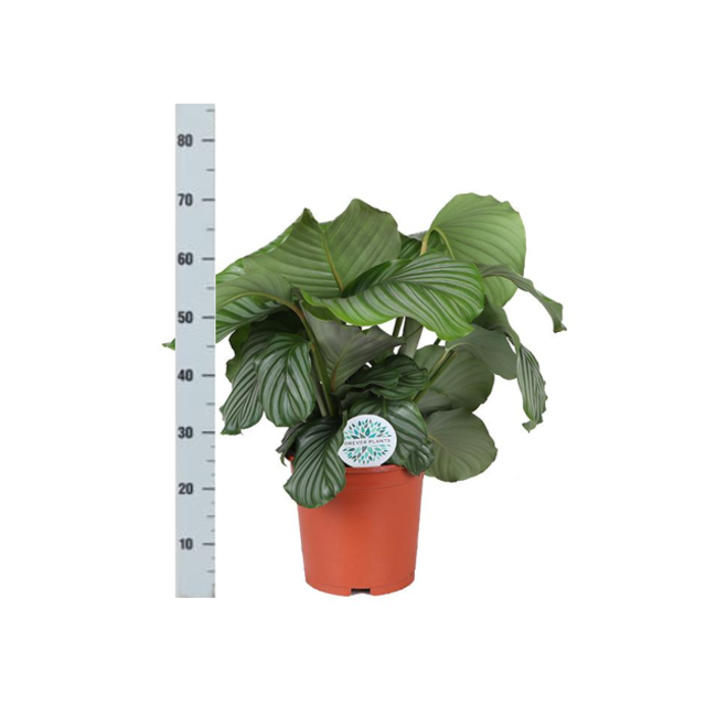Calathea Orbifolia Ø21cm - ↕70cm in VIBES blue pot