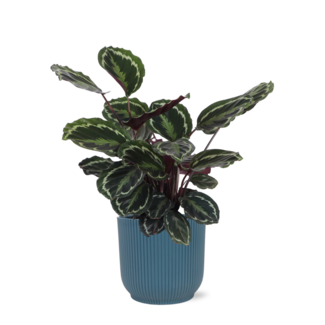 Calathea Medaillon Ø21cm - ↕70cm in Vibes BLUE pot