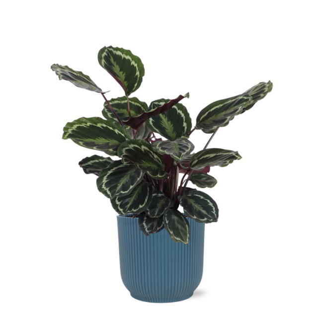 Calathea Medaillon Ø21cm - ↕70cm in Vibes BLUE pot