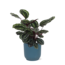 Calathea Medaillon Ø21cm - ↕70cm in Vibes BLUE pot