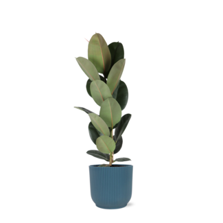 Ficus Elastica Robusta - Ø21cm - ↕90cm in Vibes blauw po