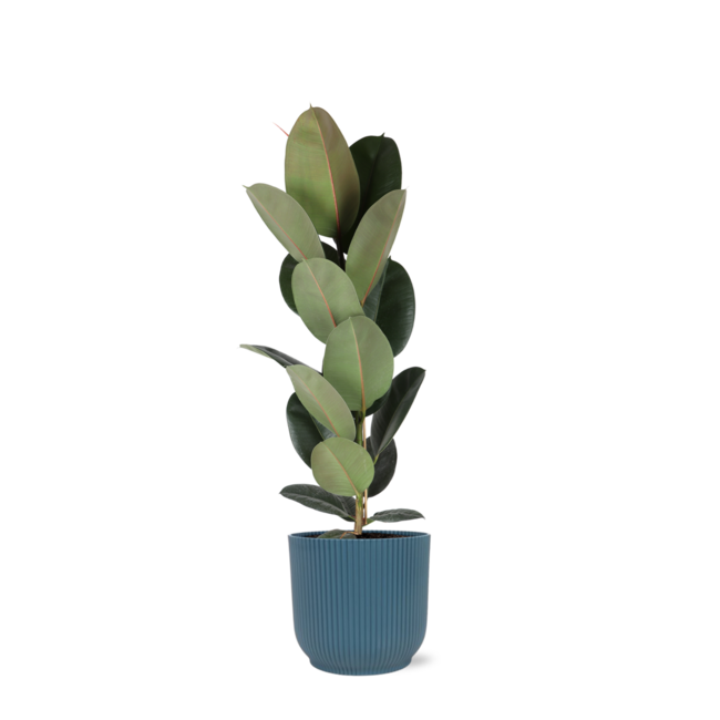 Ficus Elastica Robusta - Ø21cm - ↕90cm in Vibes blauw po