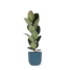 Ficus Elastica Robusta - Ø21cm - ↕90cm in Vibes blauw po