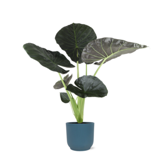 Alocasia Regal Shield Ø21cm - ↕100cm in Vibes in BLAUW pot
