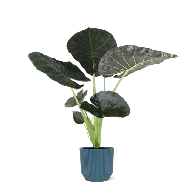 Alocasia Regal Shield Ø21cm - ↕100cm in Vibes in BLAUW pot