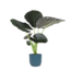 Alocasia Regal Shield Ø21cm - ↕100cm in Vibes in BLAUW pot