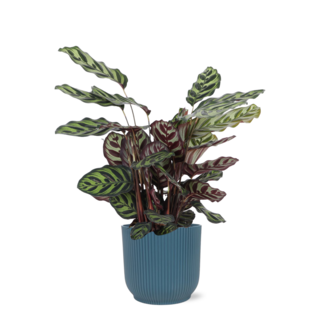 Calathea Makoyana Ø21cm - ↕70cm in Vibes BLUE pot