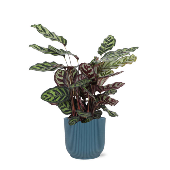 Calathea Makoyana Ø21cm - ↕70cm in Vibes BLUE pot