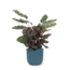Calathea Makoyana Ø21cm - ↕70cm in Vibes BLUE pot