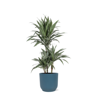 Dracaena Warneckii Ø21cm - ↕65cm in Vibes BLUE pot