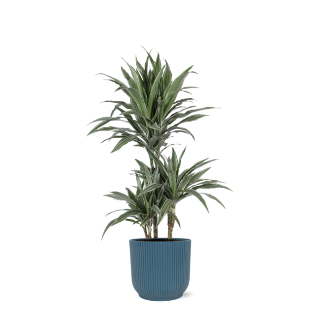 Dracaena Warneckii Ø21cm - ↕65cm in Vibes BLUE pot