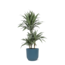 Dracaena Warneckii Ø21cm - ↕65cm in Vibes BLUE pot