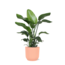 Strelitzia Nicolai - Ø21cm - ↕80cm in Vibes ROZE pot