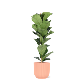 Ficus Lyrata - Ø21cm - ↕90cm in Vibes ROZE pot